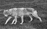 picture of a six legged wolf